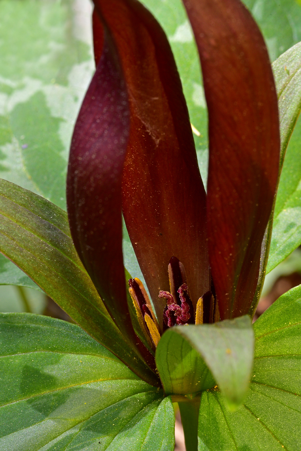 Toadshade trillium  -  Melrose Falls Preserve, Polk County, North Carolina