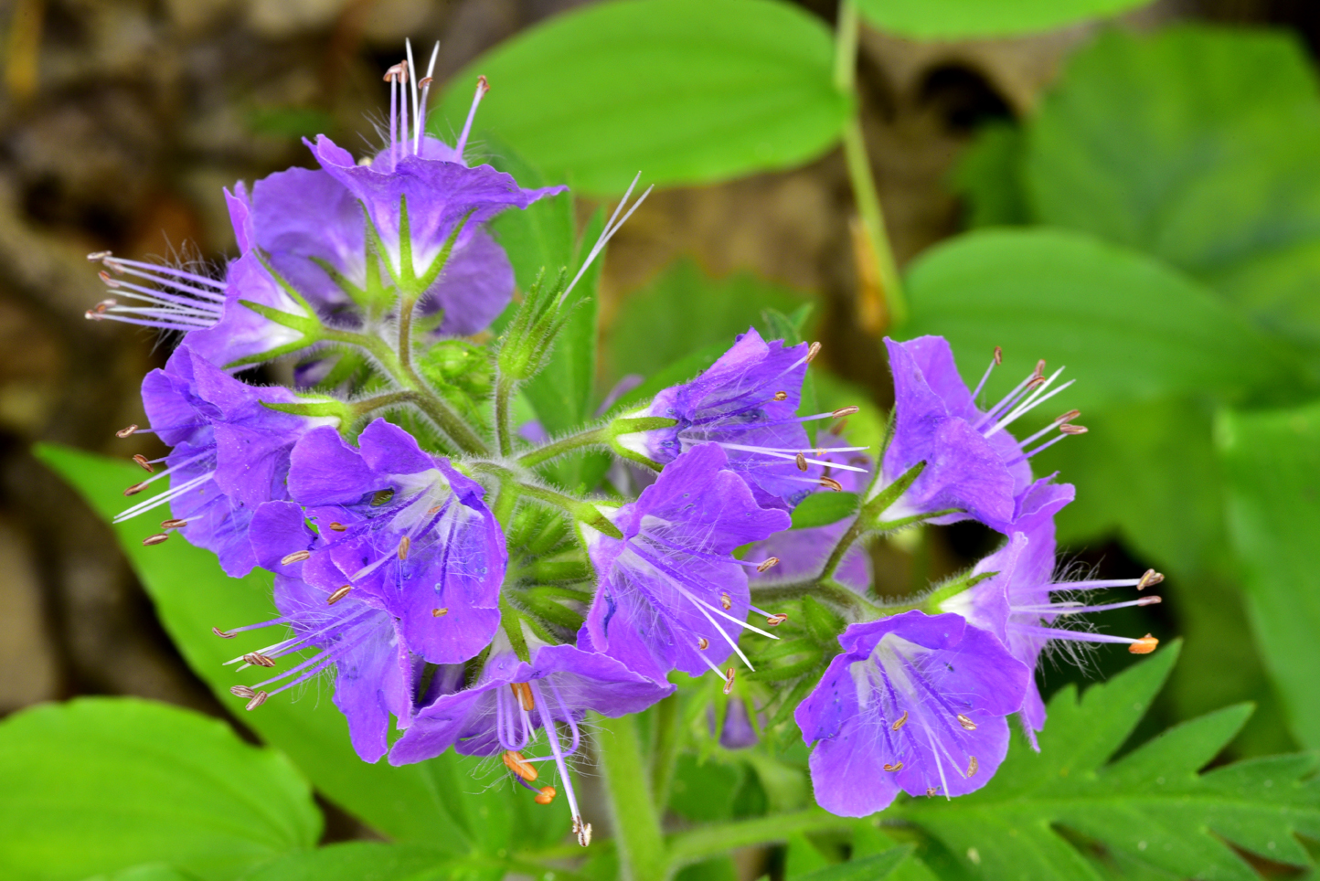 Phacelia  -  Melrose Falls Preserve, Polk County, North Carolina