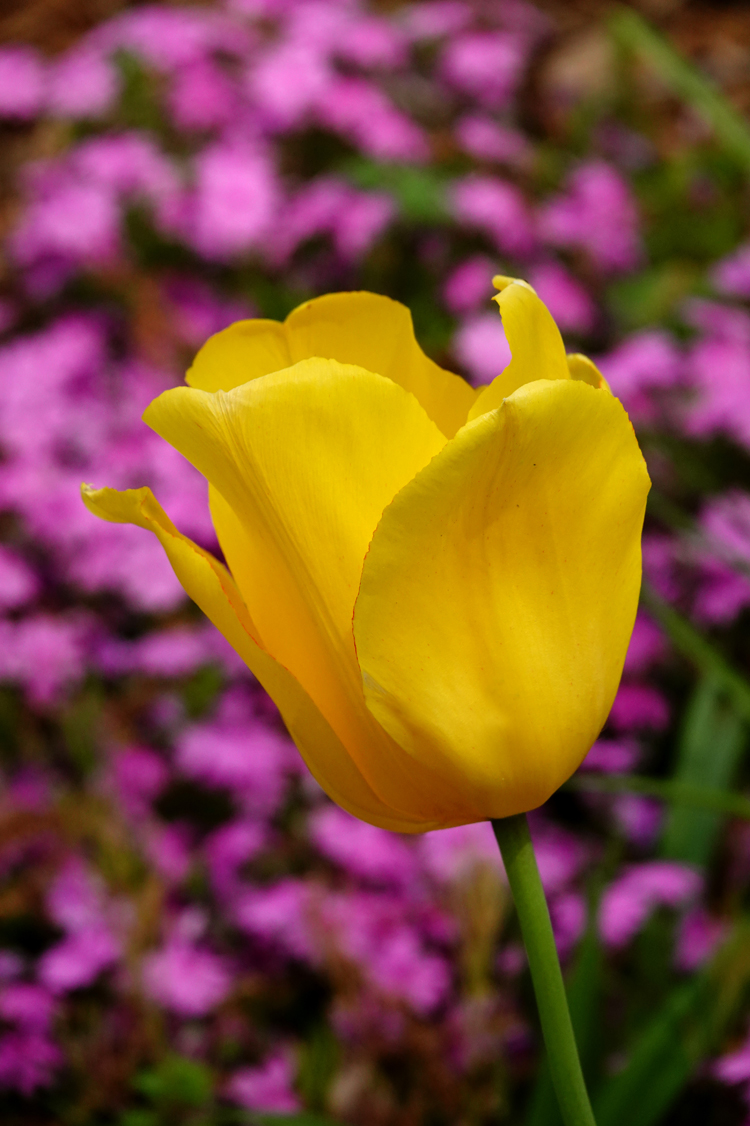 Tulip  -  Kilgore-Lewis Garden, Greenville, South Carolina