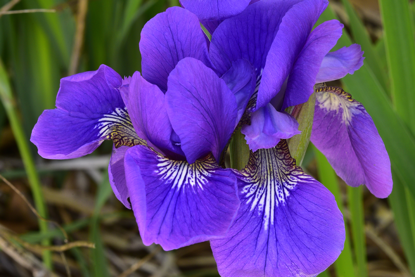 Blue flag iris  -  Hatcher Garden and Woodland Preserve, Spartanburg, South Carolina 