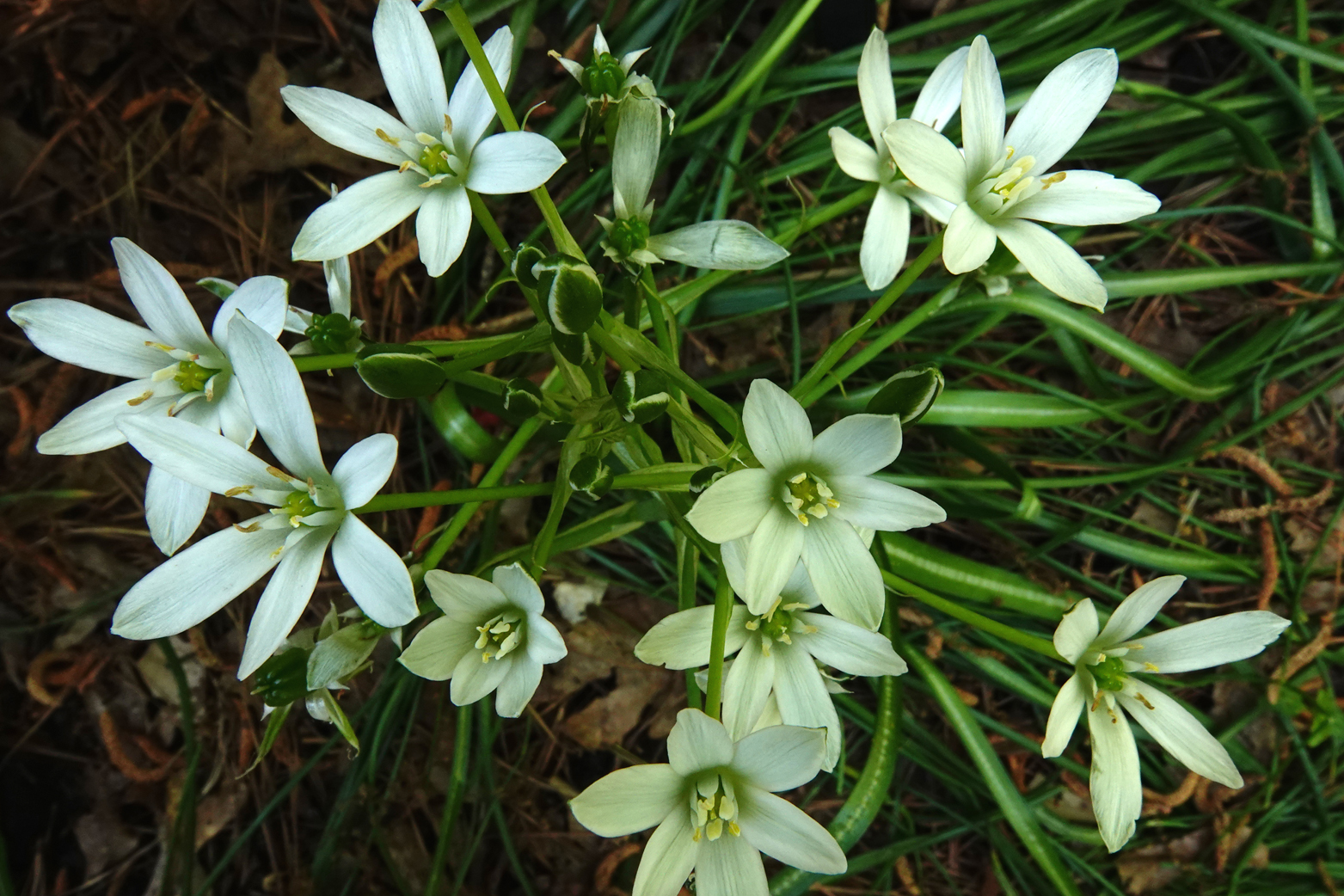 Star of Bethlehem  -  Hatcher Garden and Woodland Preserve, Spartanburg, South Carolina