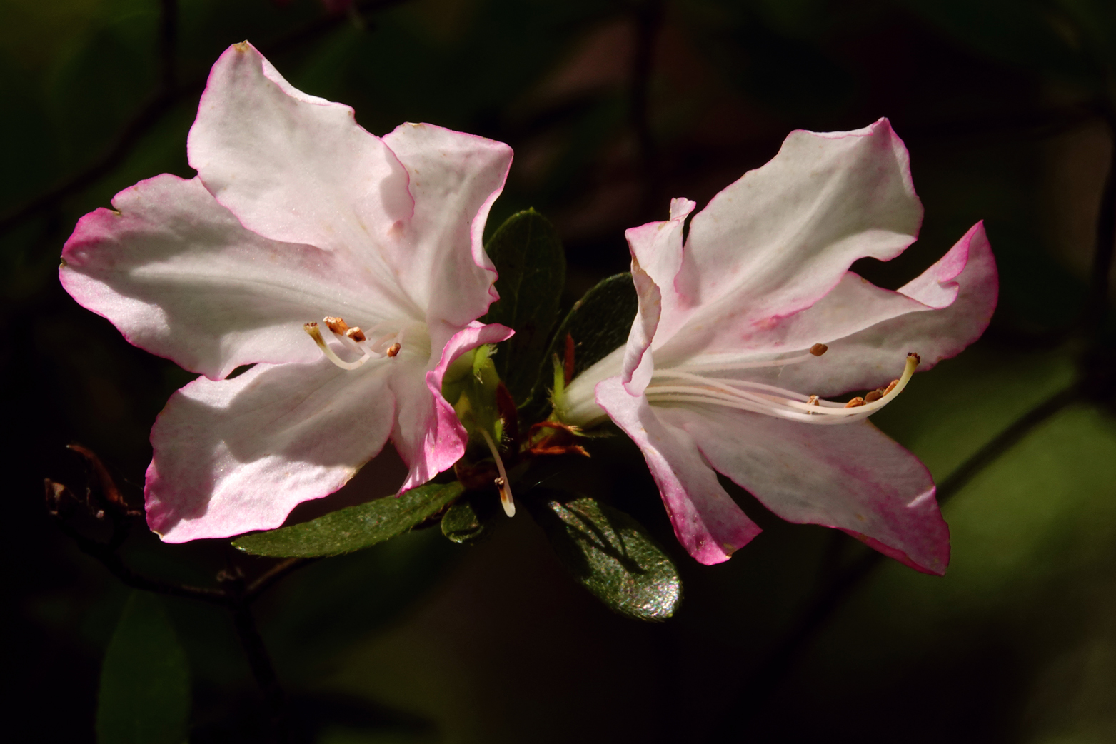 Native azalea blooms  -  Hatcher Garden and Woodland Preserve, Spartanburg, South Carolina