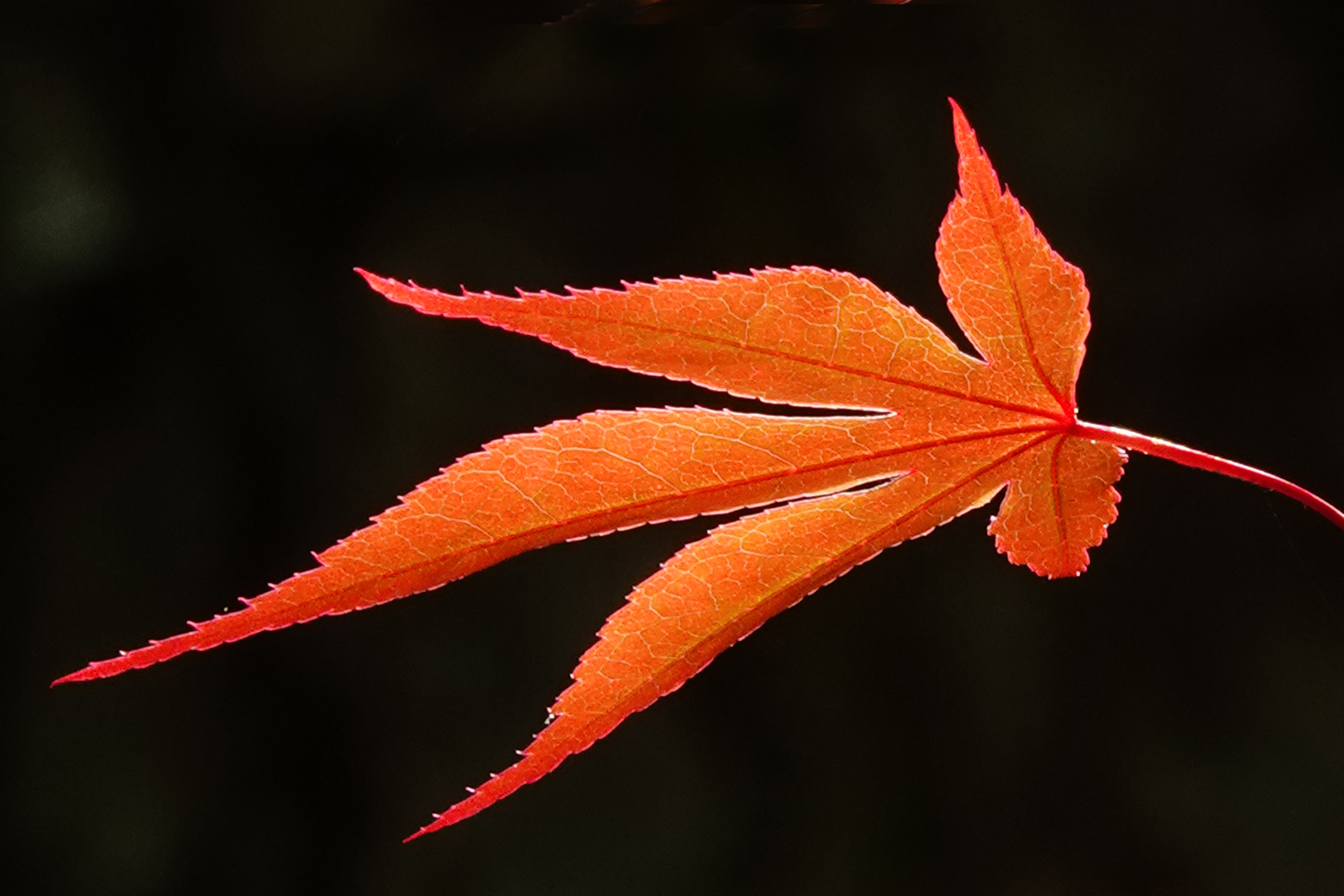 Japanese maple leaf  -  Hatcher Garden and Woodland Preserve, Spartanburg, South Carolina