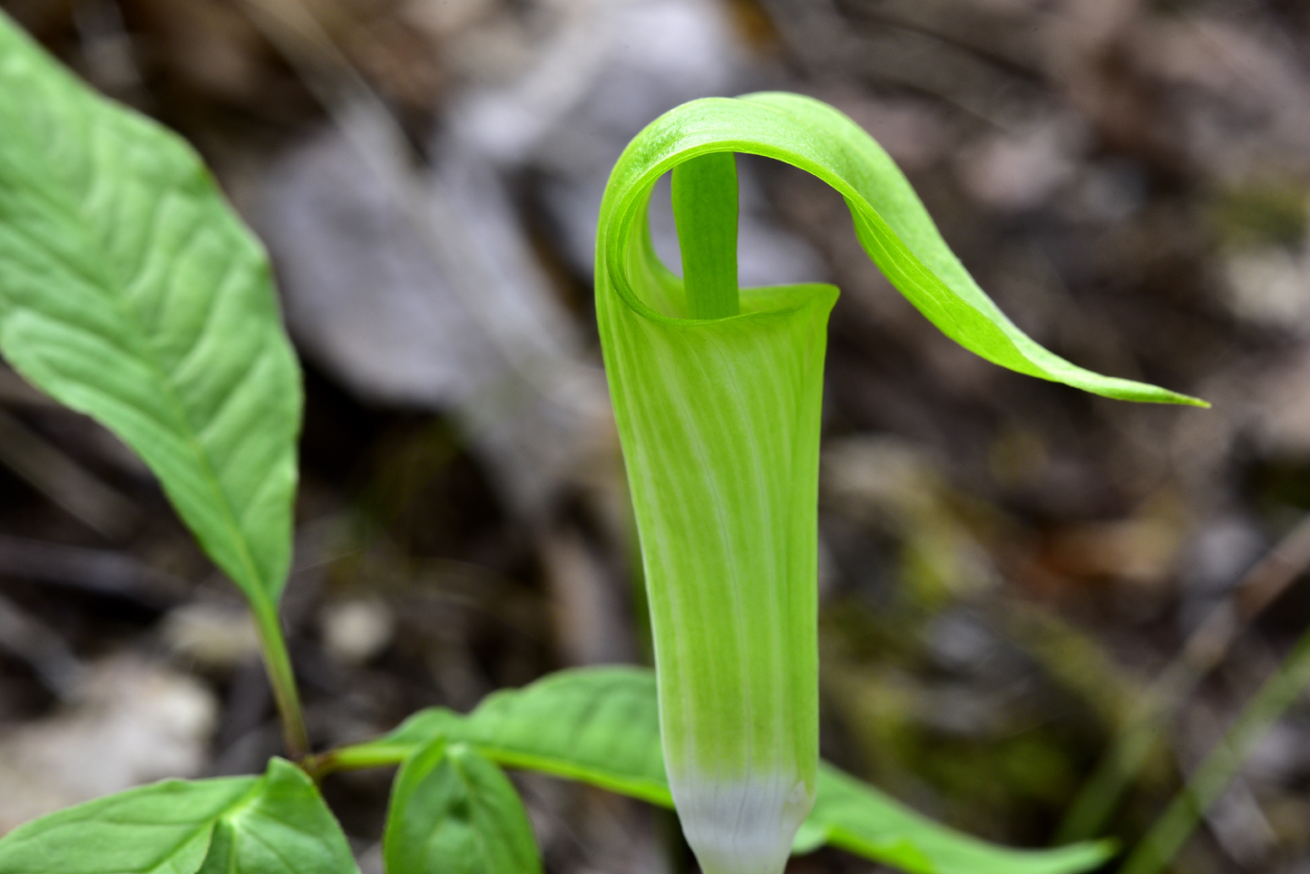 Jack-in-the-pulpit  -  Talking Trees Trail, Holmes Educational State Forest, North Carolina 