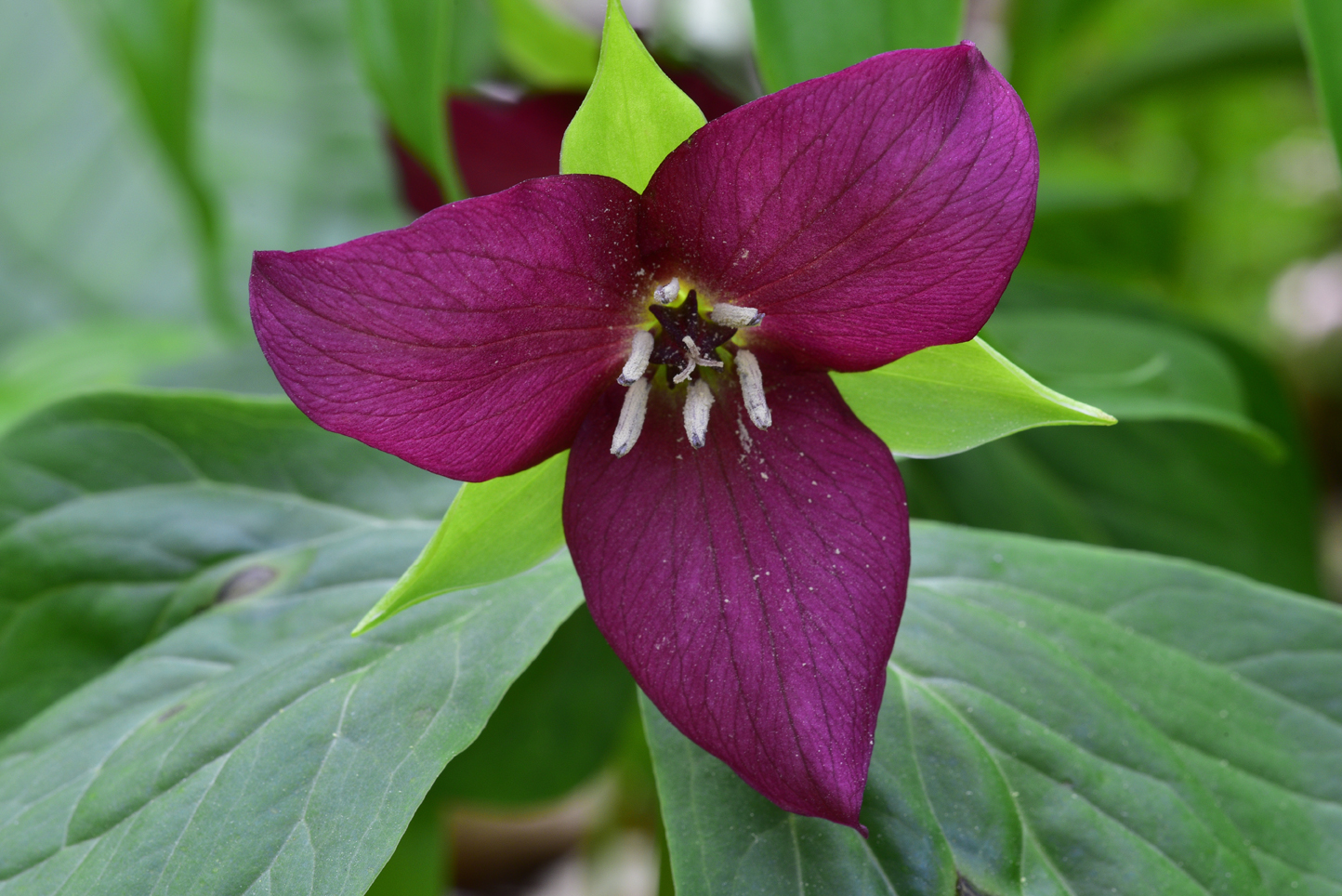 Vasey’s trillium  -  Talking Trees Trail, Holmes Educational State Forest, North Carolina