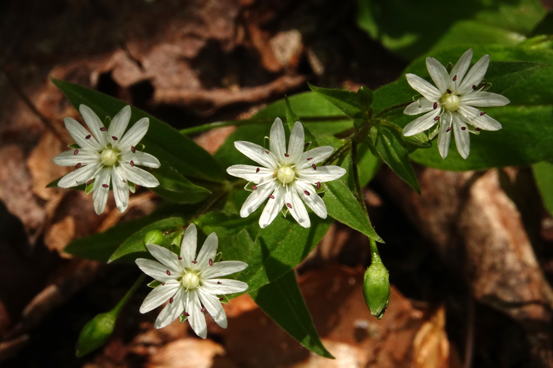Star chickweed  -  Talking Trees Trail, Holmes Educational State Forest, North Carolina