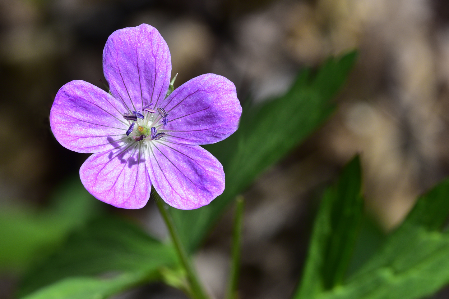 Wild geranium  -  Picnic Trail, Holmes Educational State Forest, North Carolina