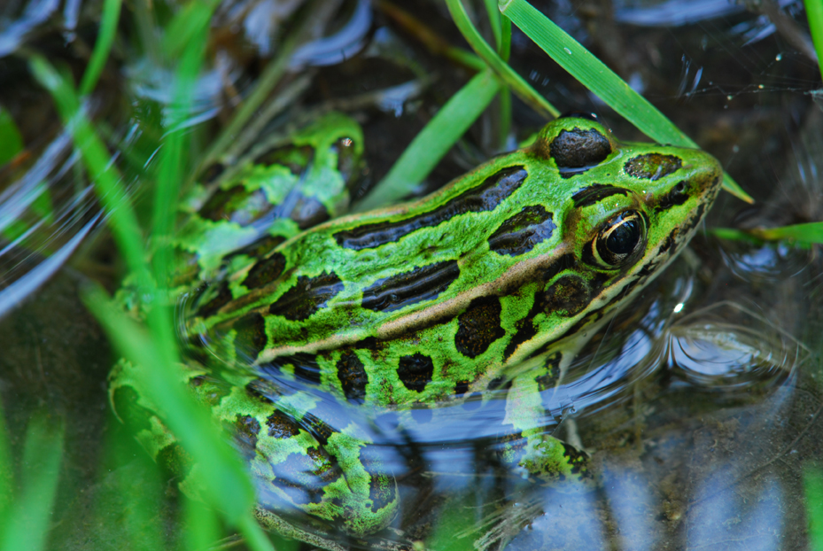 Leopard frog  -  MacGregor Point Provincial Park, Ontario