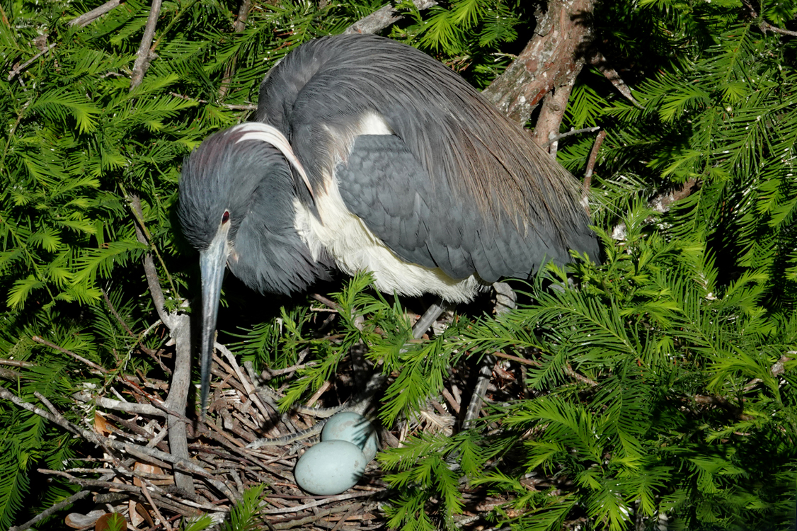 Tricolored heron with eggs in nest  -  Alligator Farm Zoological Park, St. Augustine, Florida