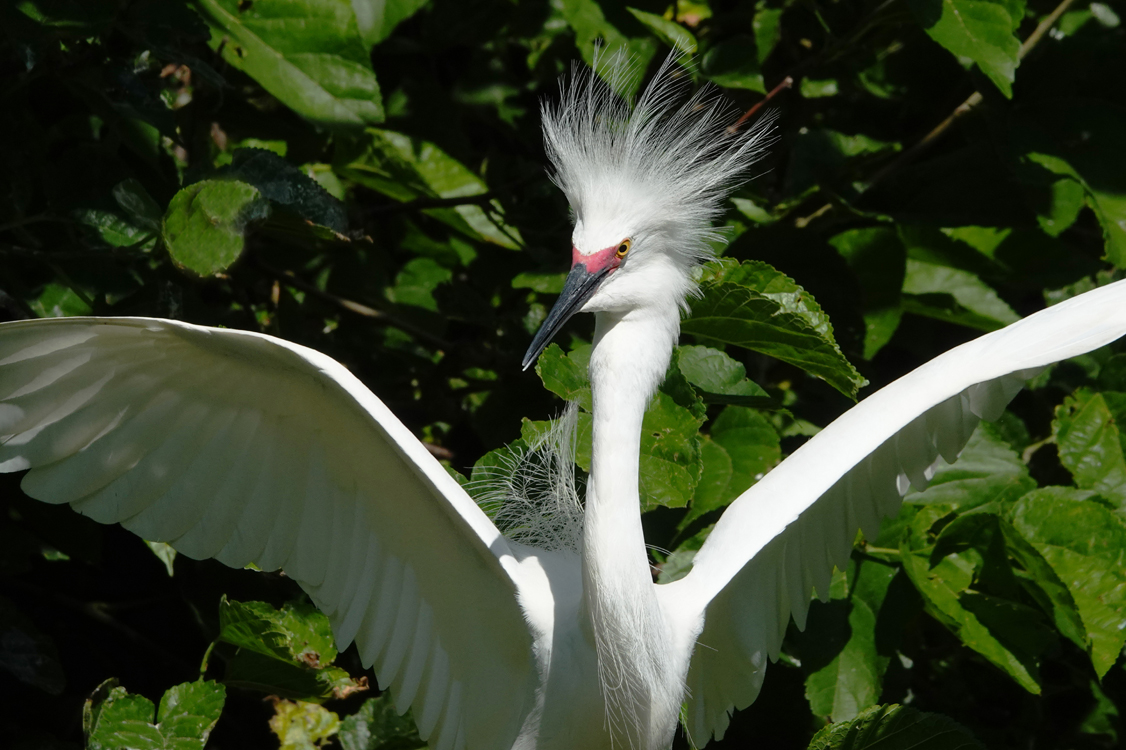 Snowy egret with breeding plumage  -  Alligator Farm Zoological Park, St. Augustine, Florida