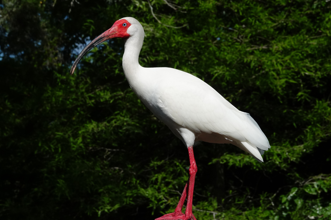 White ibis  -  Alligator Farm Zoological Park, St. Augustine, Florida