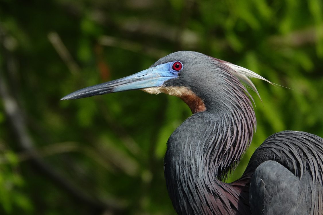 Tricolored heron with breeding plumage  -  Alligator Farm Zoological Park, St. Augustine, Florida