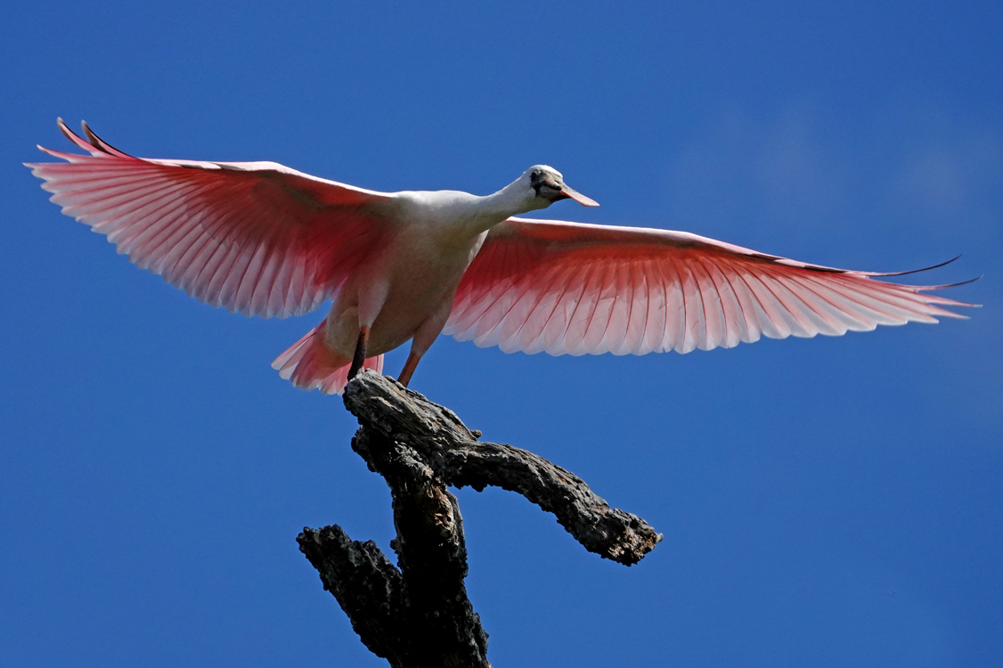 Roseate spoonbill (juvenile) testing its wings  -  Alligator Farm Zoological Park, St. Augustine, Florida --- Norman’s Note: I know this is a juvenile because of the black wing tips, which are gone by the end of their first year. This bird worked its wings for more than a minute.