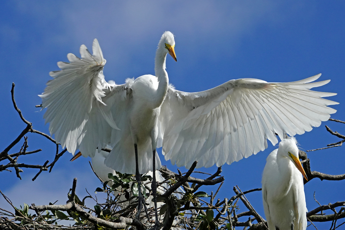 Great egrets  -  Alligator Farm Zoological Park, St. Augustine, Florida