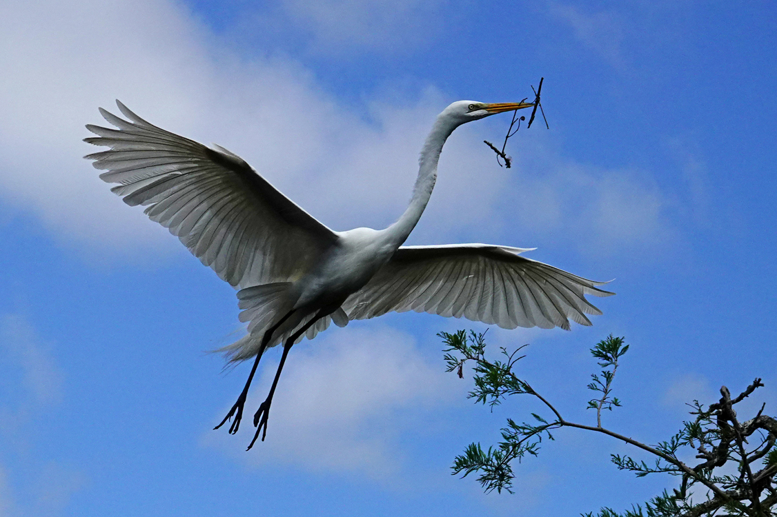 Great egret landing with nesting material  -  Alligator Farm Zoological Park, St. Augustine, Florida ---  Norman’s Note: Gathering nesting material is a task that almost always falls to the male among wading bird species.