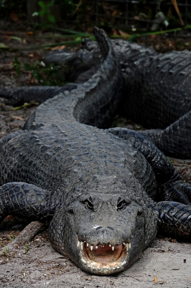 American alligator  -  Alligator Farm Zoological Park, St. Augustine, Florida