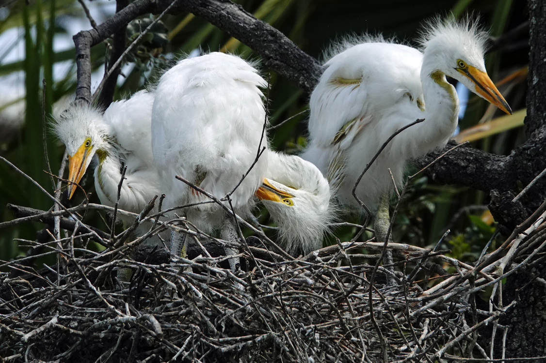 Great egret chicks -  Alligator Farm Zoological Park, St. Augustine, Florida