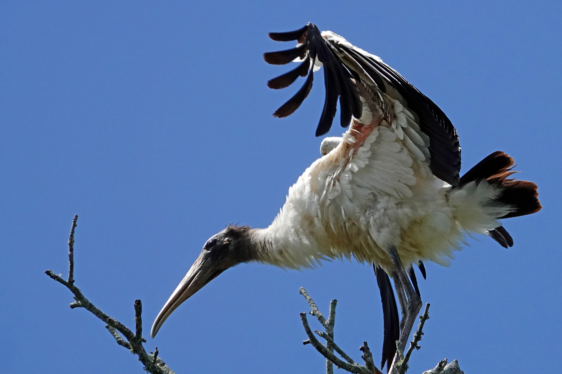 Wood stork  -  Alligator Farm Zoological Park, St. Augustine, Florida