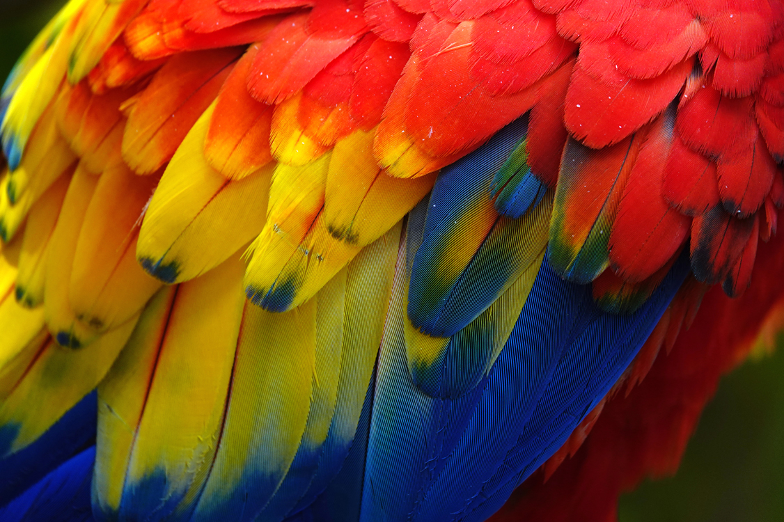 Close-up of scarlet macaw feathers  -  Alligator Farm Zoological Park, St. Augustine, Florida