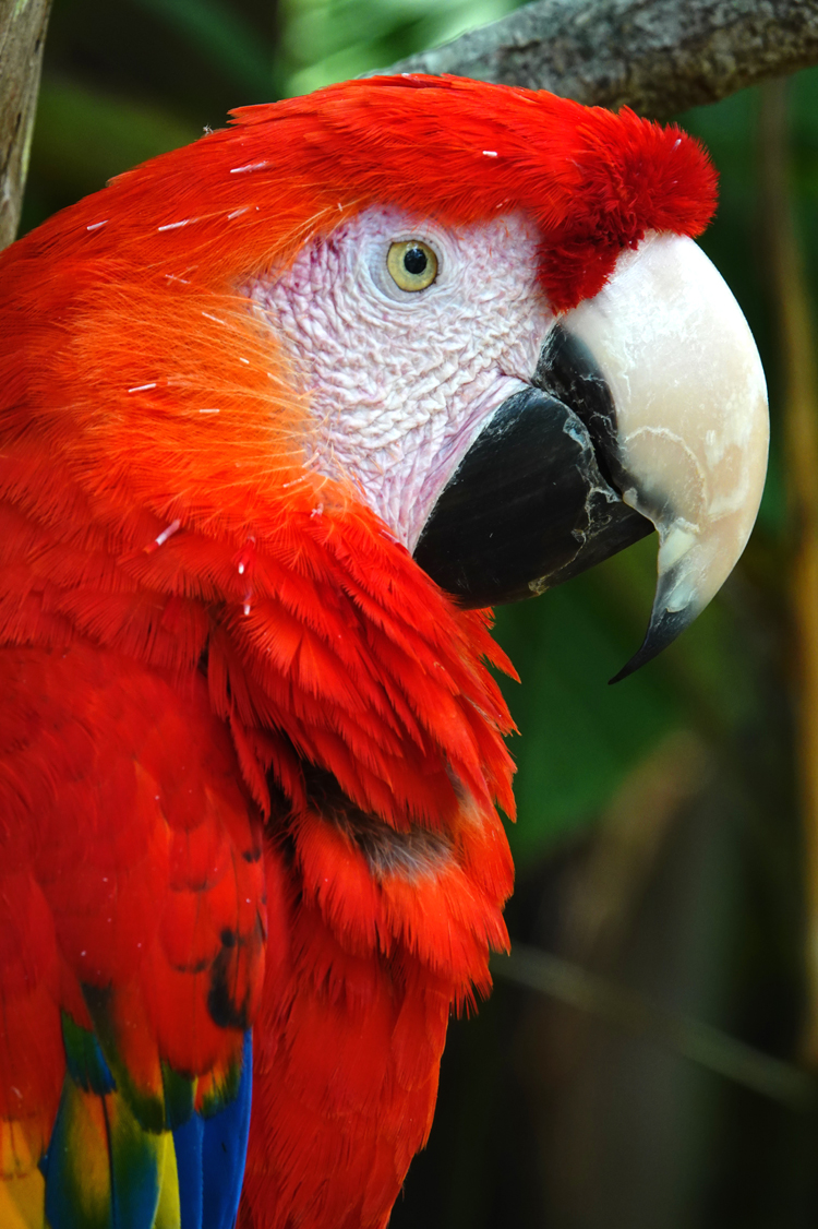 Scarlet macaw  -  Alligator Farm Zoological Park, St. Augustine, Florida