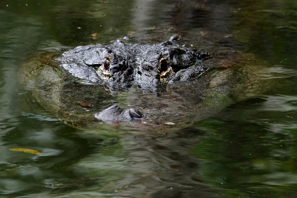 American alligator  -  Alligator Farm Zoological Park, St. Augustine, Florida
