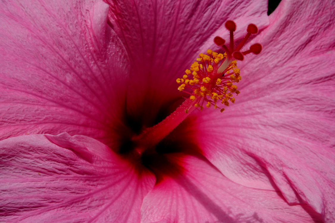Hibiscus  -  Alligator Farm Zoological Park, St. Augustine, Florida