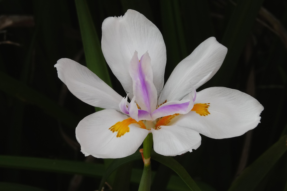 Iris  -  Historic Area, St. Augustine, Florida