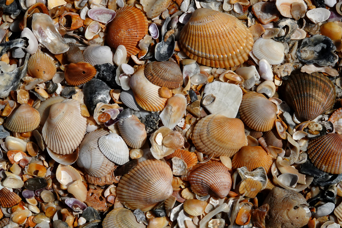 Seashells  -  Matanzas Inlet Beach, St. John's County, Florida