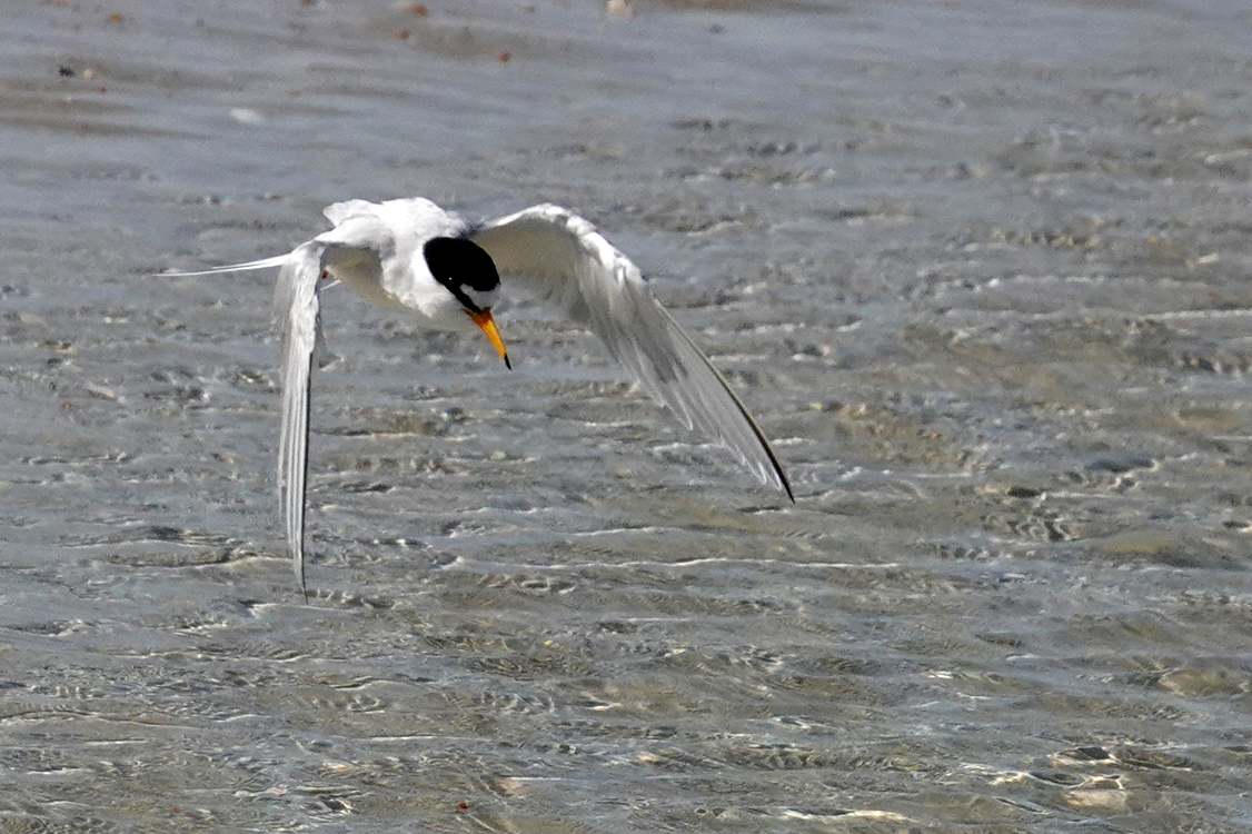 Least tern with breeding plumage  -  Matanzas Inlet Beach, St. John's County, Florida --- Norman’s Note: In this species, breeding plumage is the bill (normally black) turning orange.