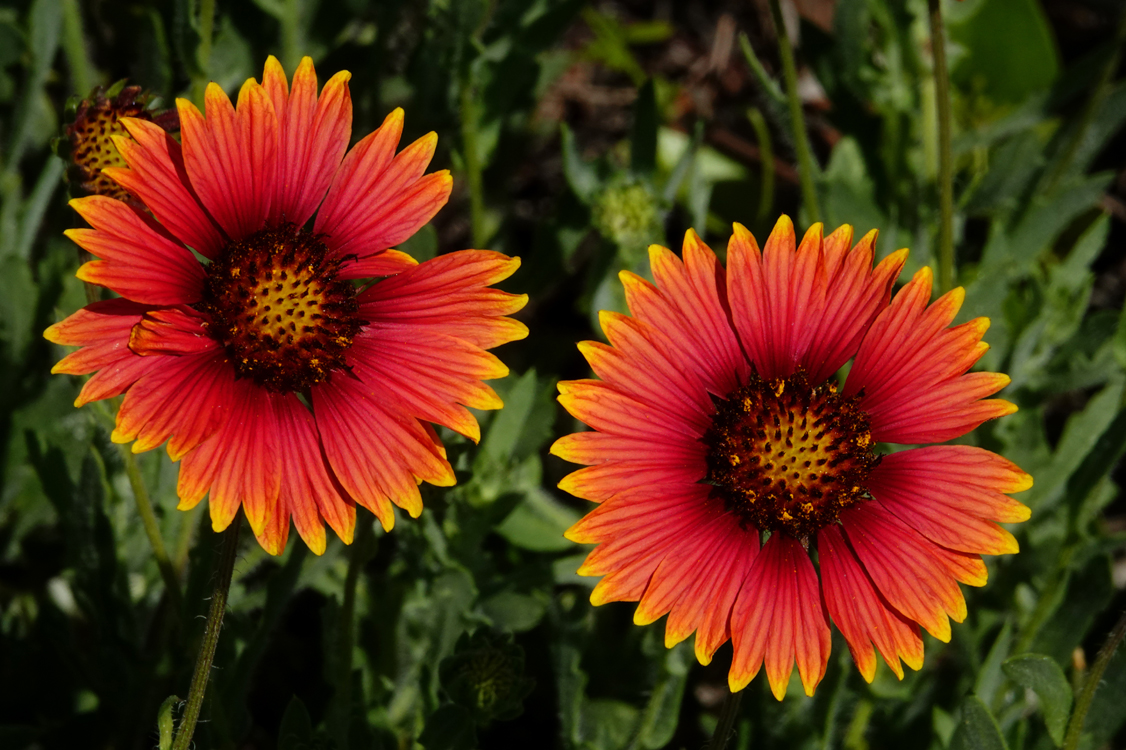 Blanket flowers  -  Frank Butler Beachfront Park East, St. John's County, Florida