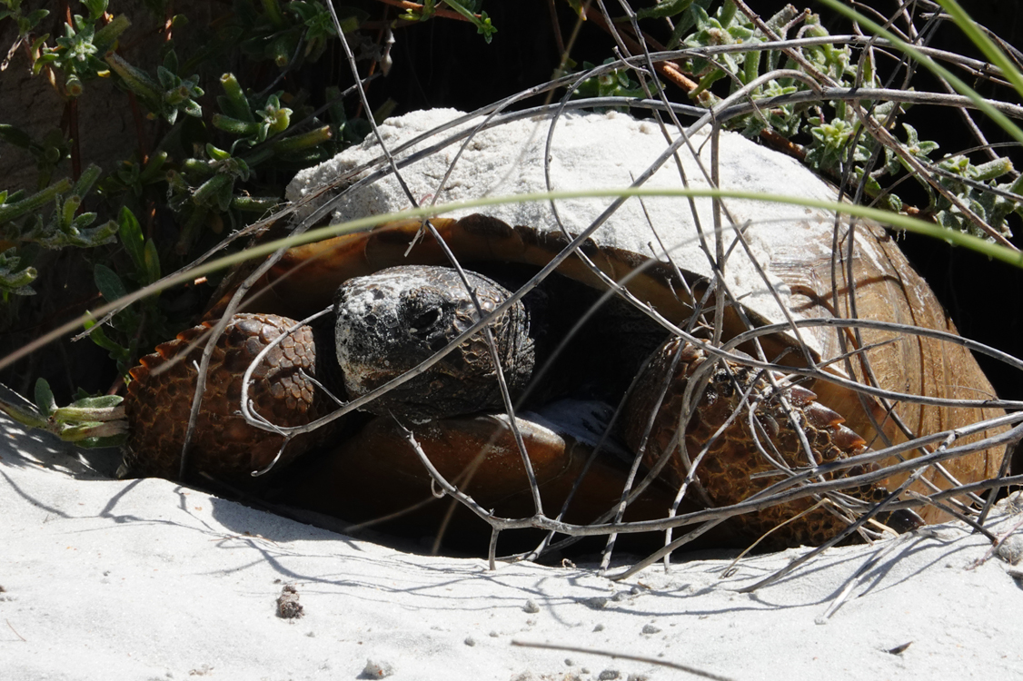 Gopher tortoise -  Anastasia State Park, Florida --- Norman’s Note: Jean and I always regard it as a special treat to see a member of this Threatened species.