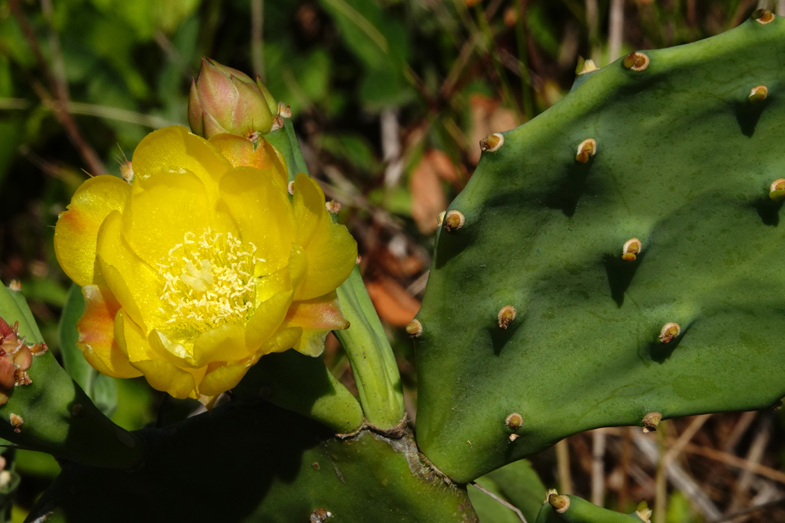 Prickly pear cactus -  Anastasia State Park, Florida