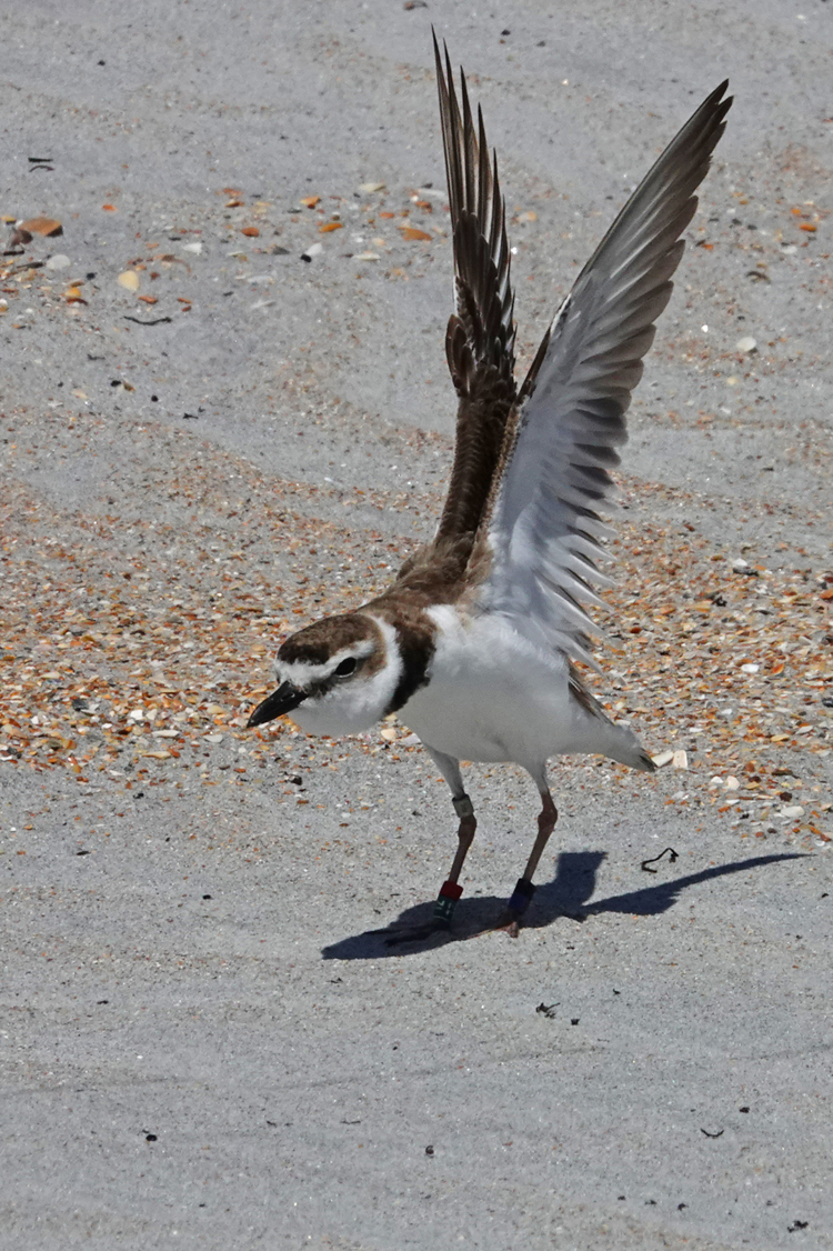 Piping plover: 'Ready for Take-off'  -  Anastasia State Park, Florida --- Norman’s Note: Spotting any kind of a plover is uncommon, including this species whose world-wide population is less than 10,000.