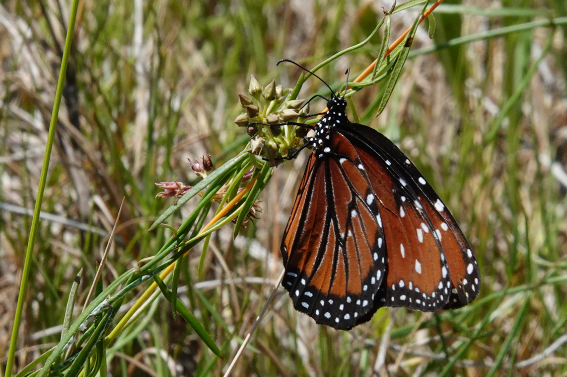 Queen butterfly  -  Anastasia State Park, Florida