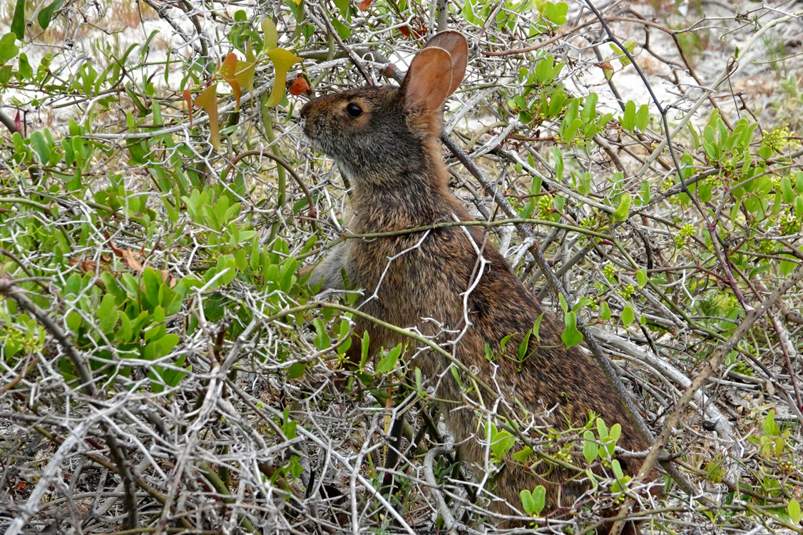 Marsh rabbit noshing on some vegetation -  Peters Point Beachfront Park, Fernandina Beach, Florida