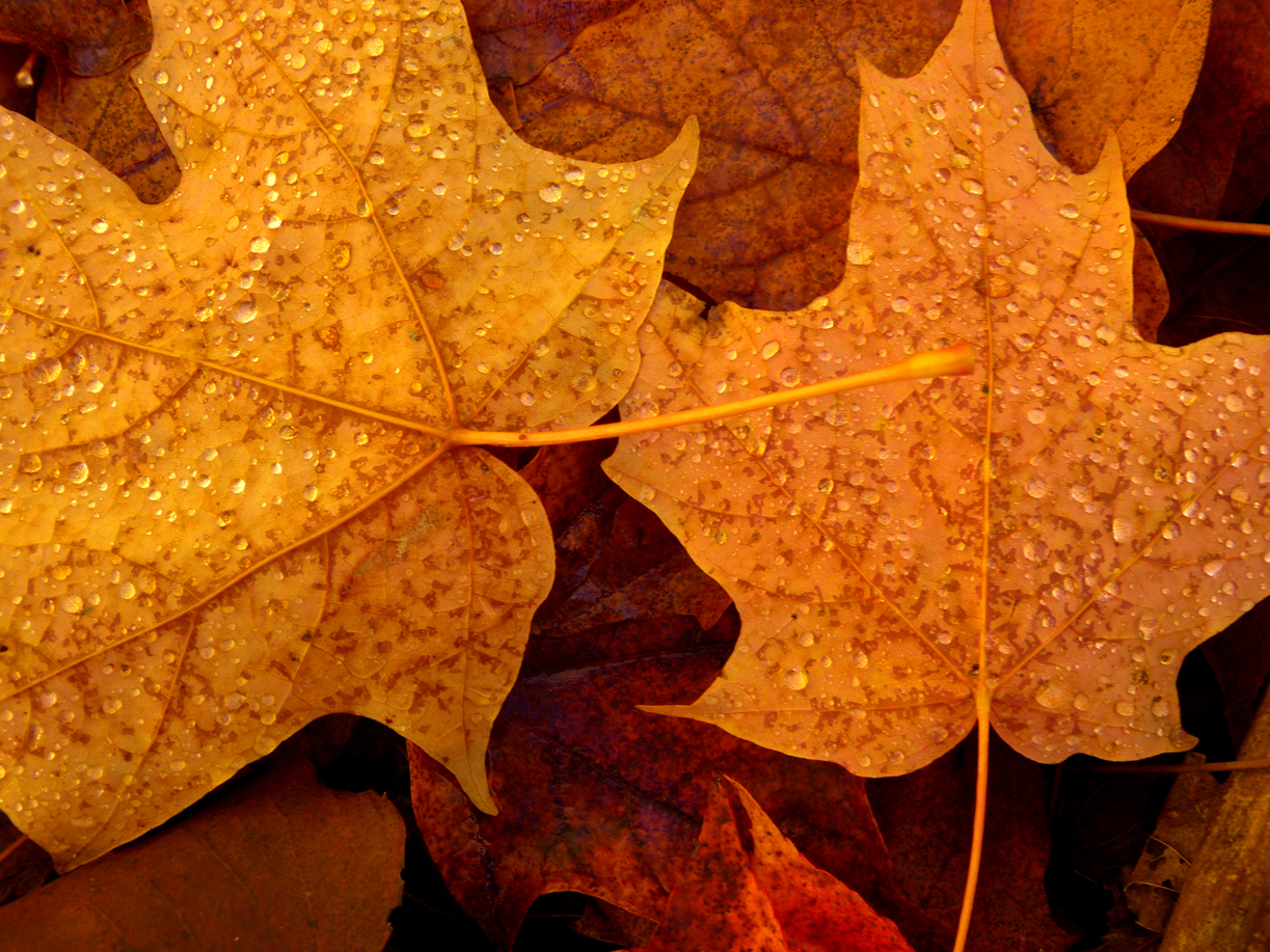 Dew on sugar maple leaves  -  Hiawatha National Forest, Michigan