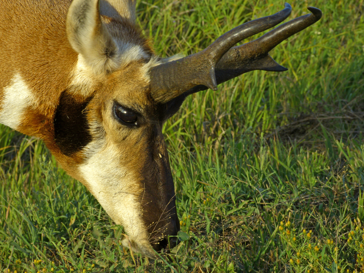 Pronghorn  -  Wildlife Loop Road, Custer State Park, South Dakota