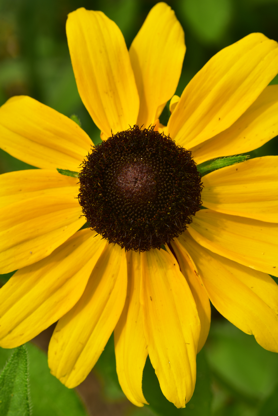 Black-eyed Susan  -  Furman University, Greenville, South Carolina