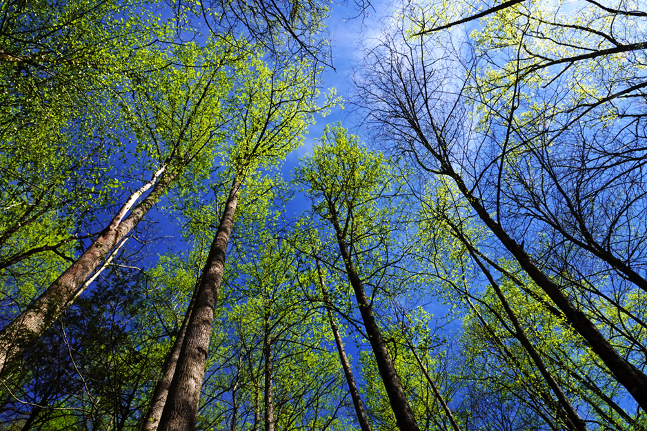 Newly-leaved trees  -  Porters Creek Trail, Great Smoky Mountains National Park, Tennessee