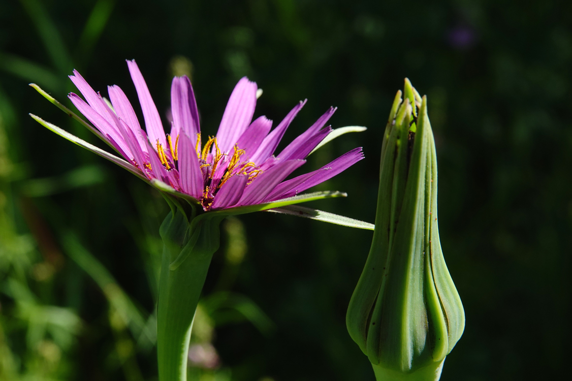 Purple salsify bloom and bud  -  Nebo Loop National Scenic Byway, Utah