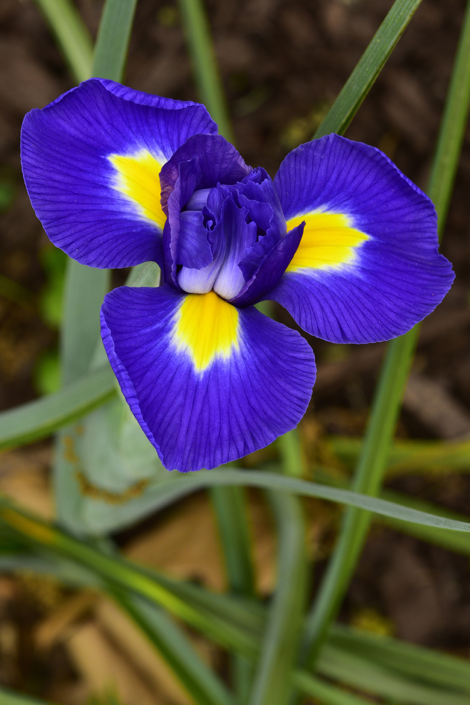 Iris  -  Kilgore-Lewis Garden, Greenville, South Carolina