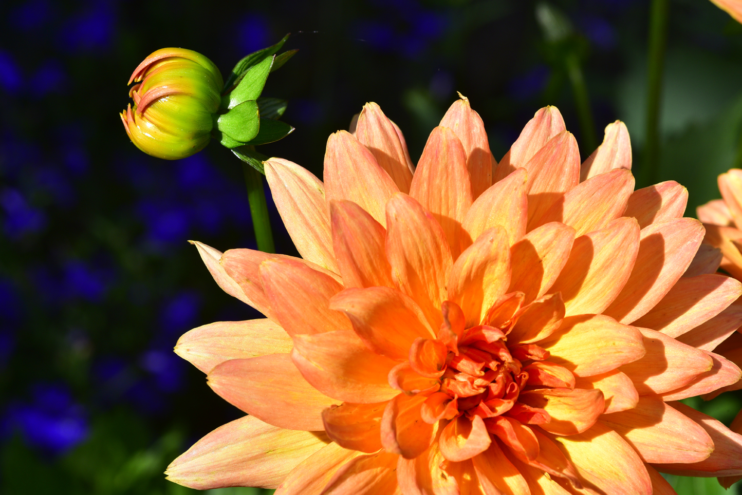 Dahlia bloom and bud  -  North Carolina Arboretum, Asheville, North Carolina