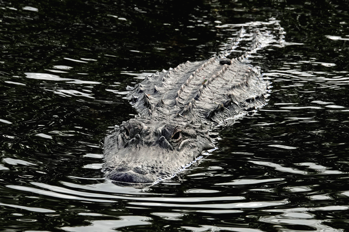American alligator  -  Wakodahatchee Wetlands, Delray Beach, Florida