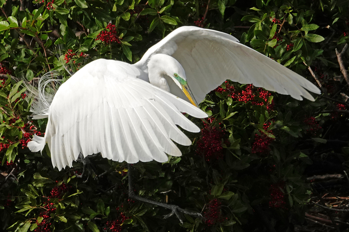 Great egret with breeding plumage  -  Venice Audubon Rookery, Venice, Florida