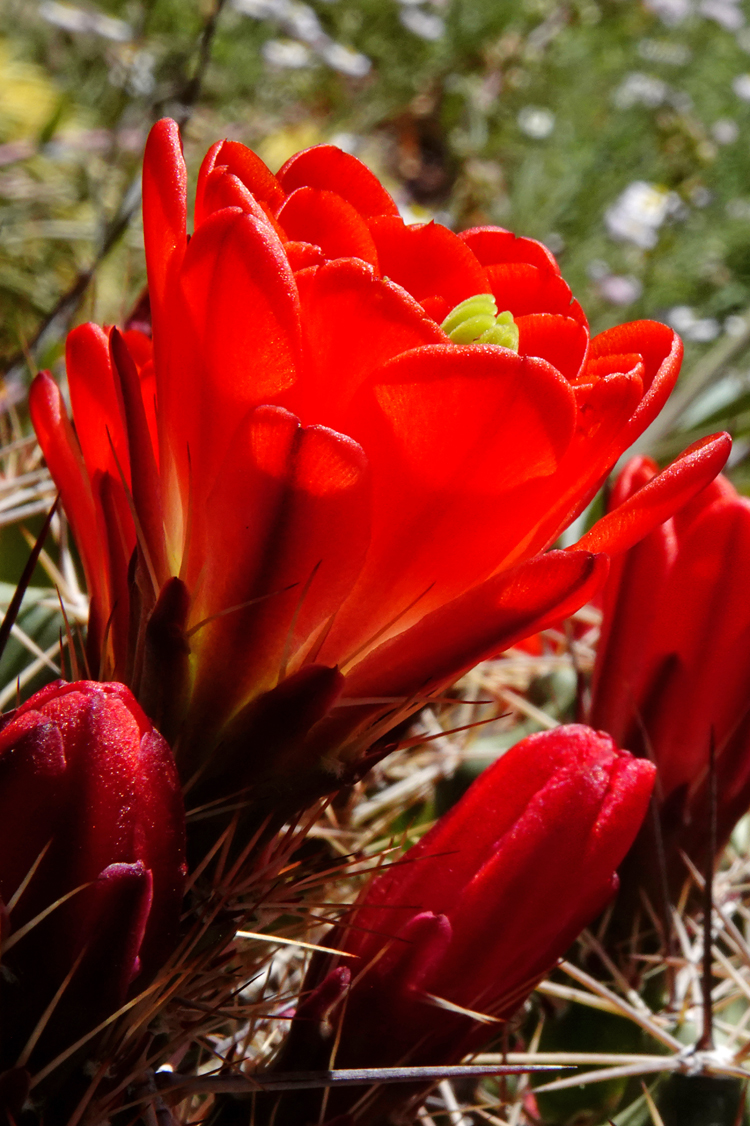 Claret cup cactus  -  Arizona-Sonora Desert Museum, Tucson, Arizona