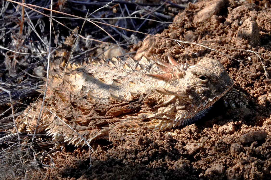 Horned lizard  -  Nature Trail, Catalina State Park, Arizona