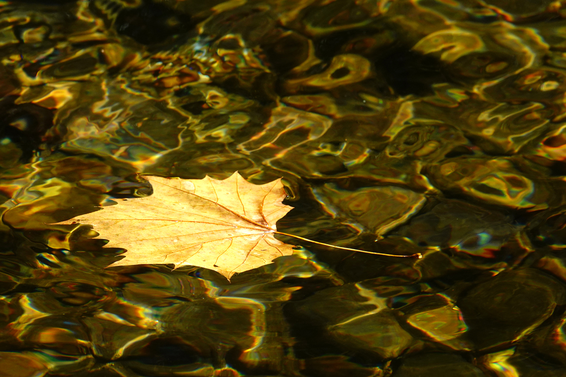 Maple leaf floating down the Davidson River  -  Pisgah National Forest, North Carolina