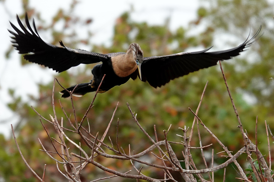 Anhinga (female) with breeding plumage  -  Venice Audubon Rookery, Venice, Florida