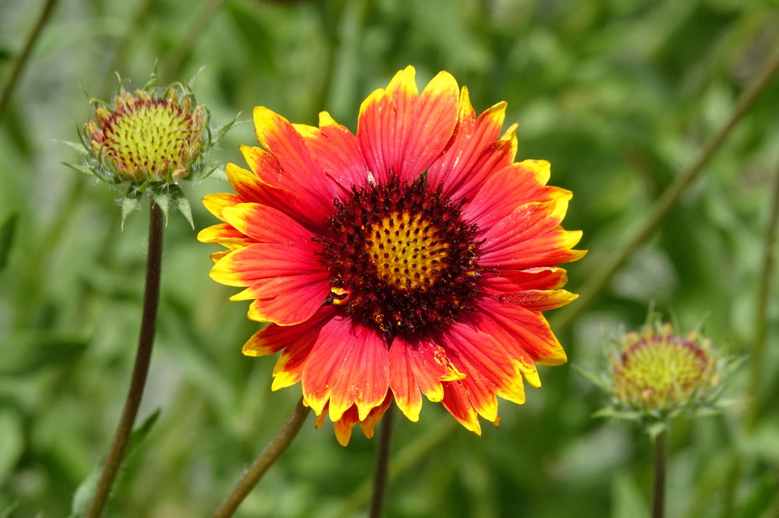 Blanket flower  -  Furman University, Greenville, South Carolina