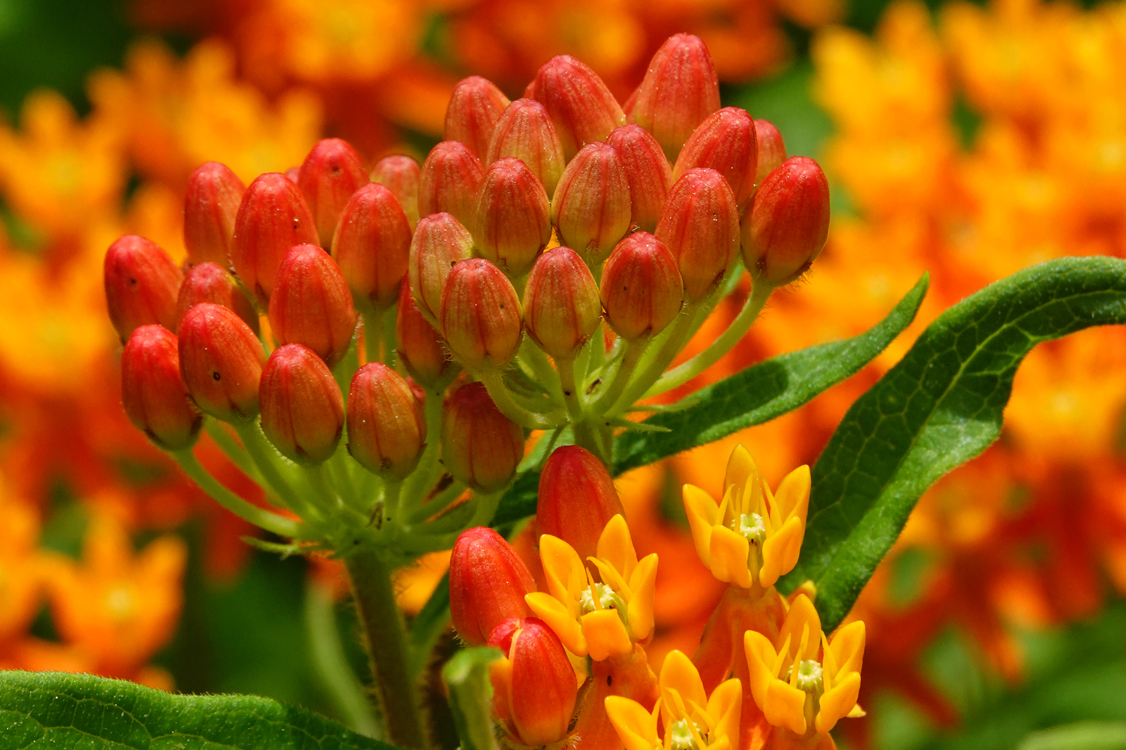 Butterfly weed  -  Furman University, Greenville, South Carolina